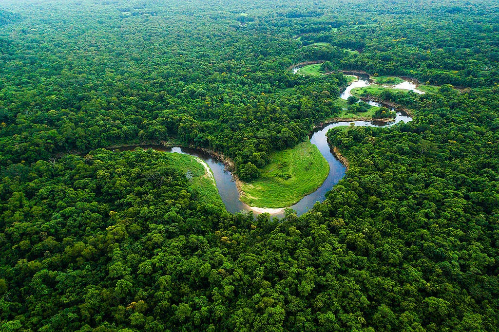 Vista aérea da floresta amazônica densa e preservada, com dossel verde contínuo e curso de rio sinuoso ao fundo, ilustrando a redução do desmatamento na Amazônia Legal em 2025